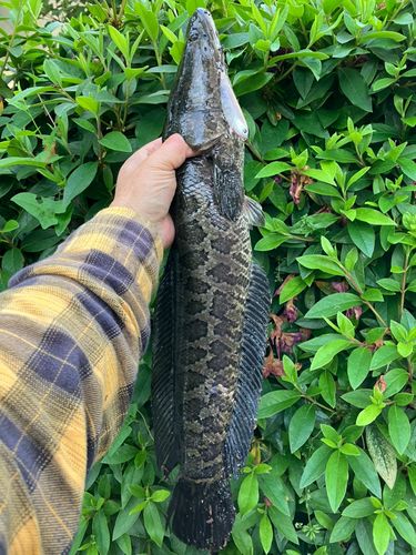 ライギョの釣果