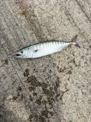 ハガツオの釣果