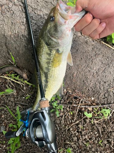 ラージマウスバスの釣果