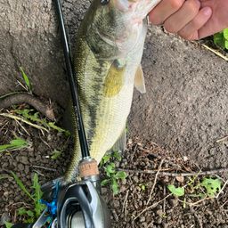 ラージマウスバス