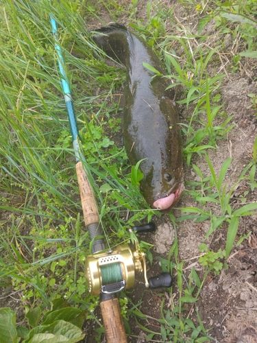 ライギョの釣果