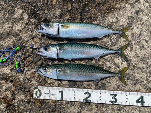 サバの釣果