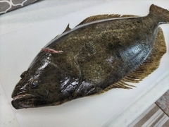 ヒラメの釣果