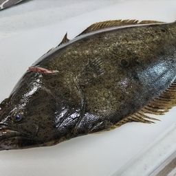 ヒラメ