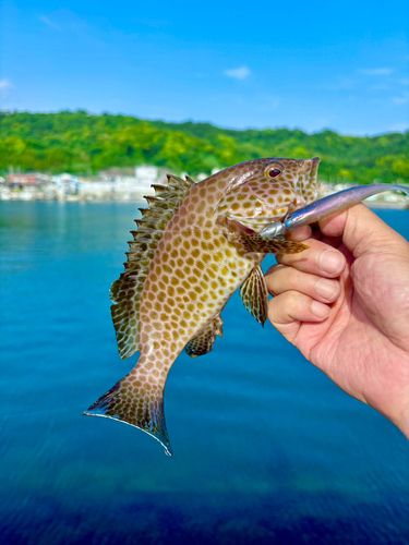 オオモンハタの釣果