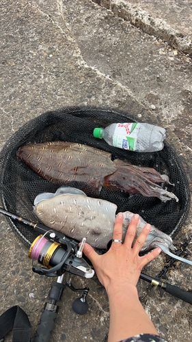 モンゴウイカの釣果