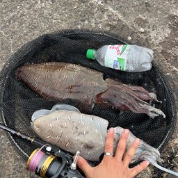 モンゴウイカ