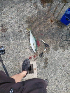 ハマチの釣果