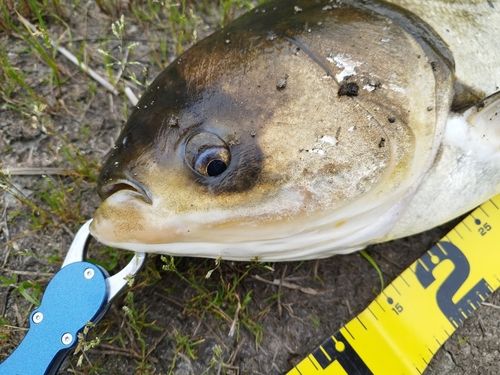 ハクレンの釣果