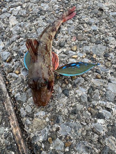 ホウボウの釣果