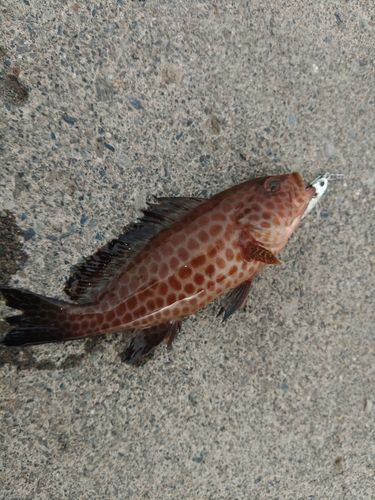 オオモンハタの釣果
