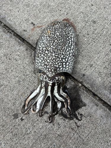 シリヤケイカの釣果