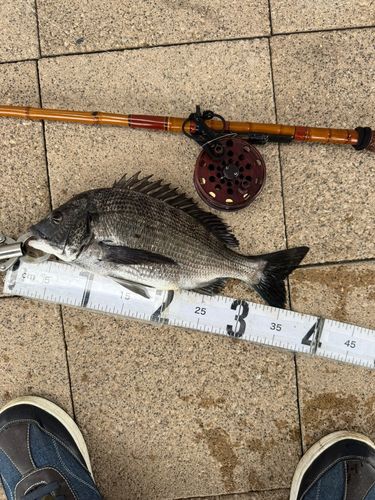 クロダイの釣果