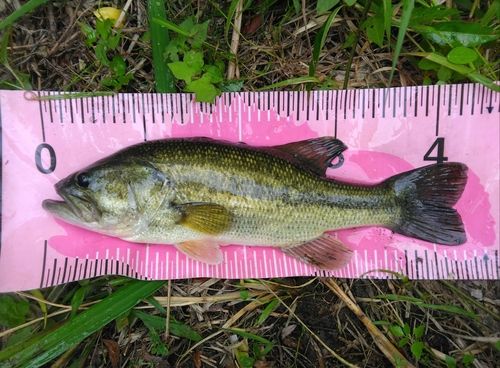 ブラックバスの釣果