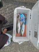 ハマチの釣果