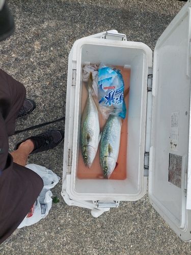 ハマチの釣果