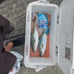 ハマチ