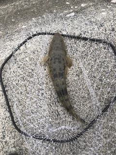 コチの釣果