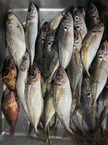 アジの釣果
