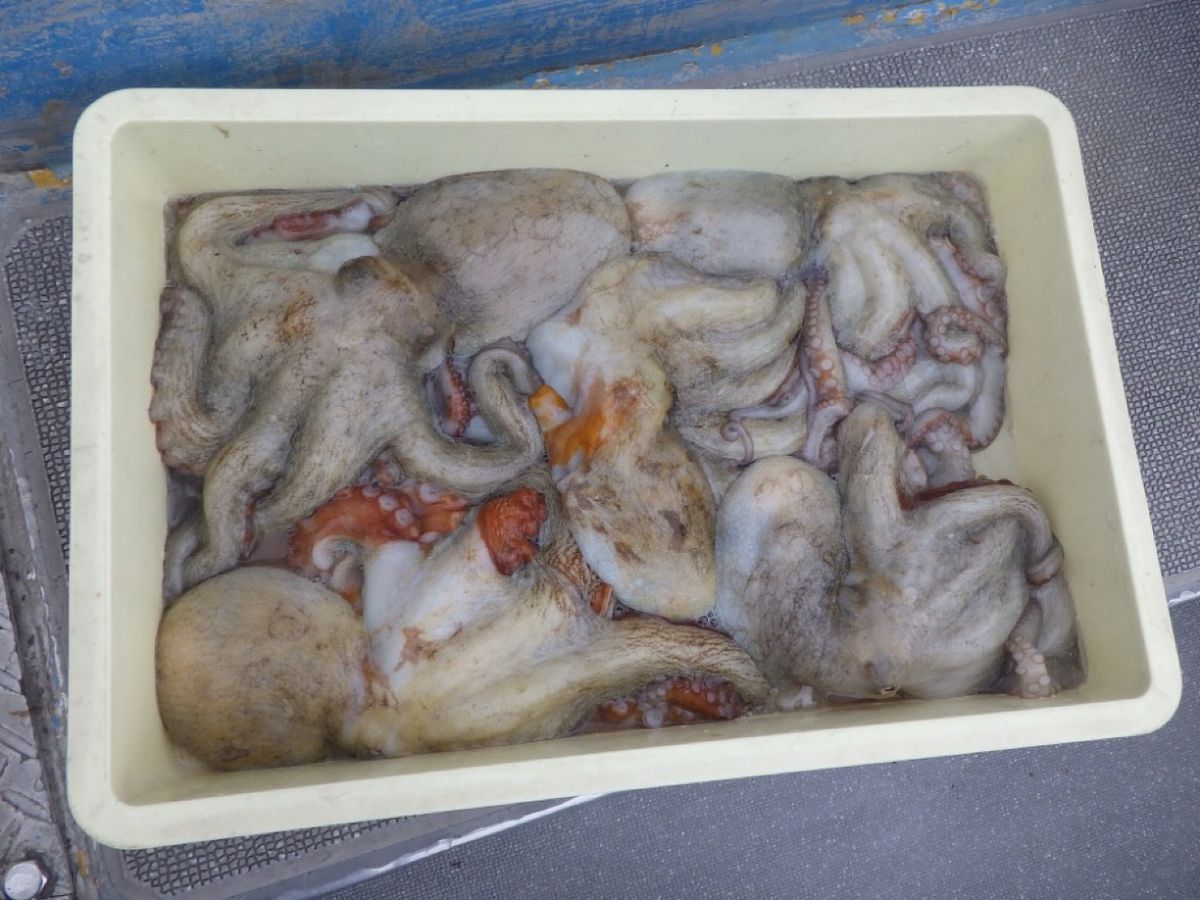 石川釣船@船長さんの釣果 2枚目の画像