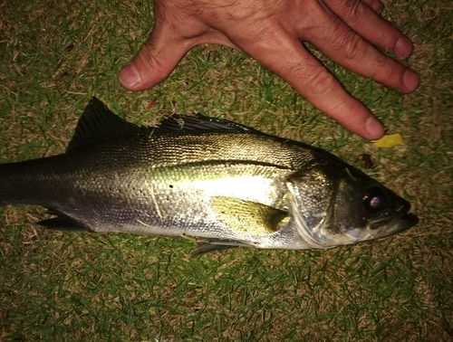 フッコ（マルスズキ）の釣果