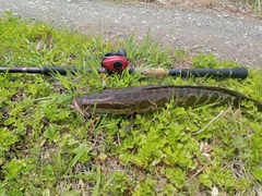 ライギョの釣果