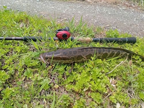 ライギョの釣果