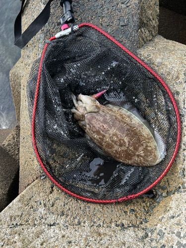 カミナリイカの釣果