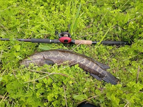 ライギョの釣果