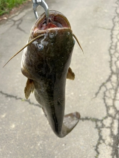 マナマズの釣果