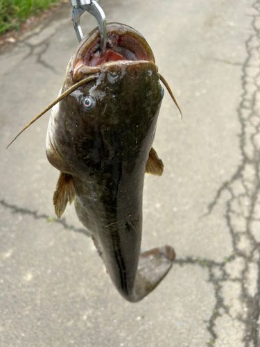 マナマズの釣果