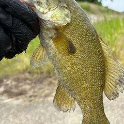 スモールマウスバス