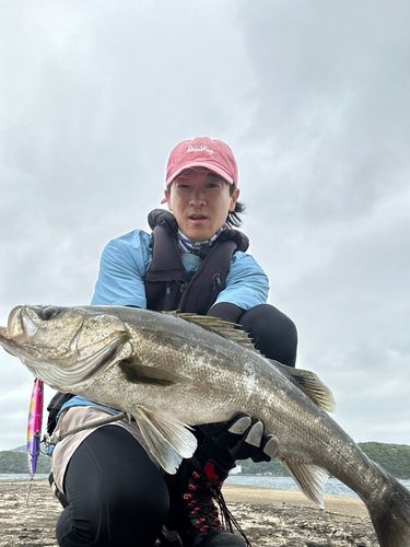 マルスズキの釣果