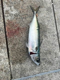 サバの釣果