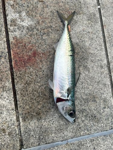 サバの釣果