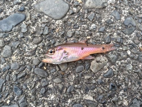 ネンブツダイの釣果