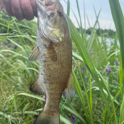 スモールマウスバス