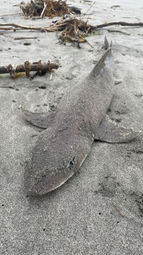 ホシザメの釣果