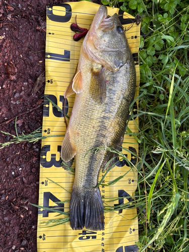 ブラックバスの釣果