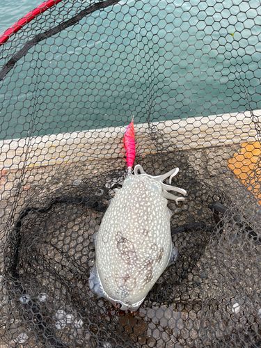 シリヤケイカの釣果