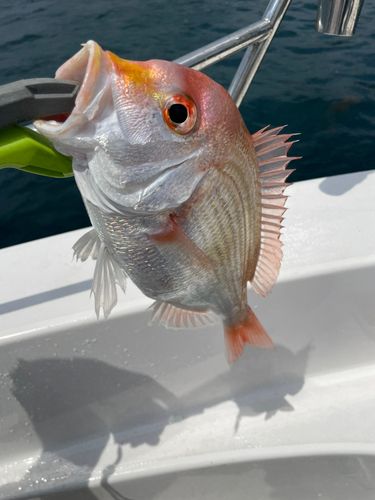 タイの釣果