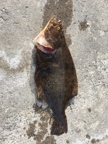 アカエイの釣果