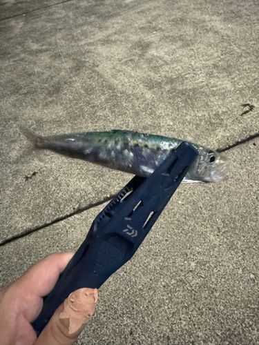 イワシの釣果