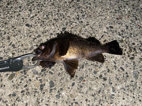 メバルの釣果