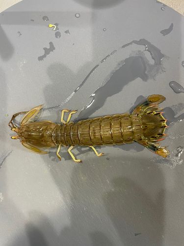 シャコエビの釣果