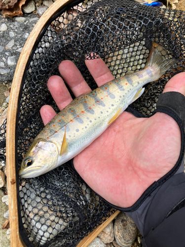 アマゴの釣果