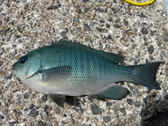 メジナの釣果