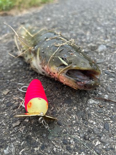 ナマズの釣果