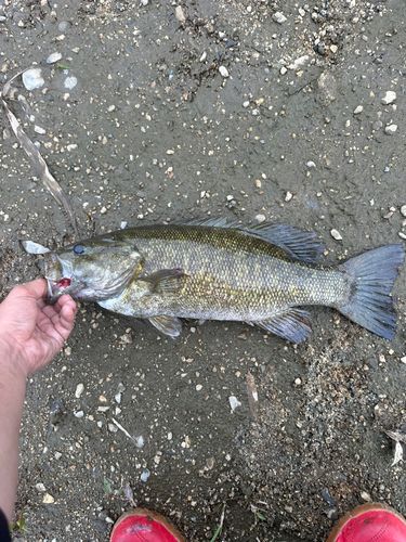 スモールマウスバス