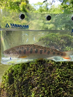 ヤマメの釣果
